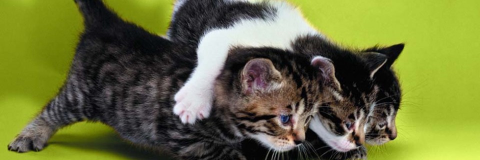 котята1